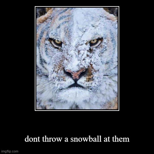 tiger | dont throw a snowball at them | image tagged in funny,demotivationals,tiger | made w/ Imgflip demotivational maker