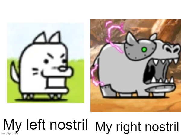 battle cats | My left nostril; My right nostril | image tagged in cats | made w/ Imgflip meme maker