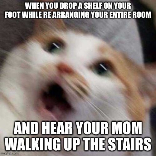 Happens all the time bro | WHEN YOU DROP A SHELF ON YOUR FOOT WHILE RE ARRANGING YOUR ENTIRE ROOM; AND HEAR YOUR MOM WALKING UP THE STAIRS | image tagged in oh no cat | made w/ Imgflip meme maker