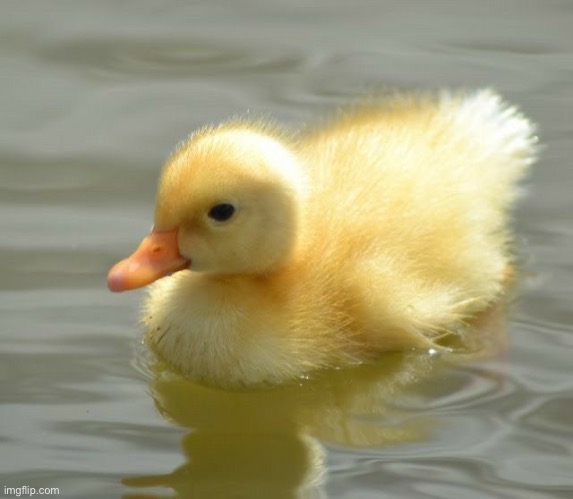 image tagged in ducks | made w/ Imgflip meme maker