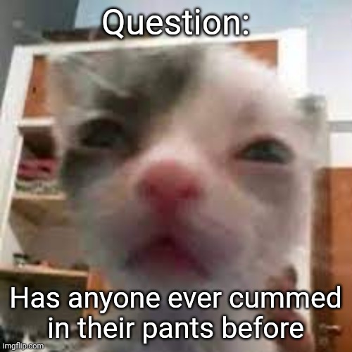 Cat lightskin stare | Question:; Has anyone ever cummed in their pants before | image tagged in cat lightskin stare | made w/ Imgflip meme maker