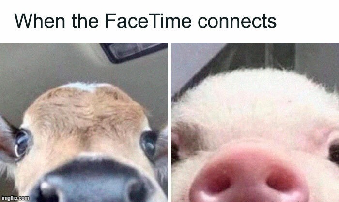Side note, those animals are adorable :D | made w/ Imgflip meme maker
