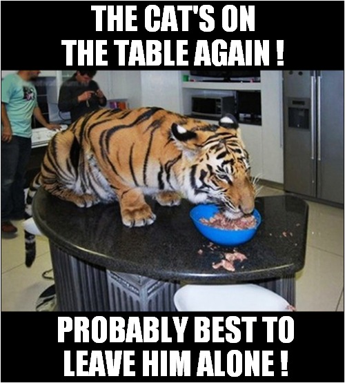 I'm Thinking A Bad Past Experience ! | THE CAT'S ON THE TABLE AGAIN ! PROBABLY BEST TO
LEAVE HIM ALONE ! | image tagged in cats,tiger,table | made w/ Imgflip meme maker