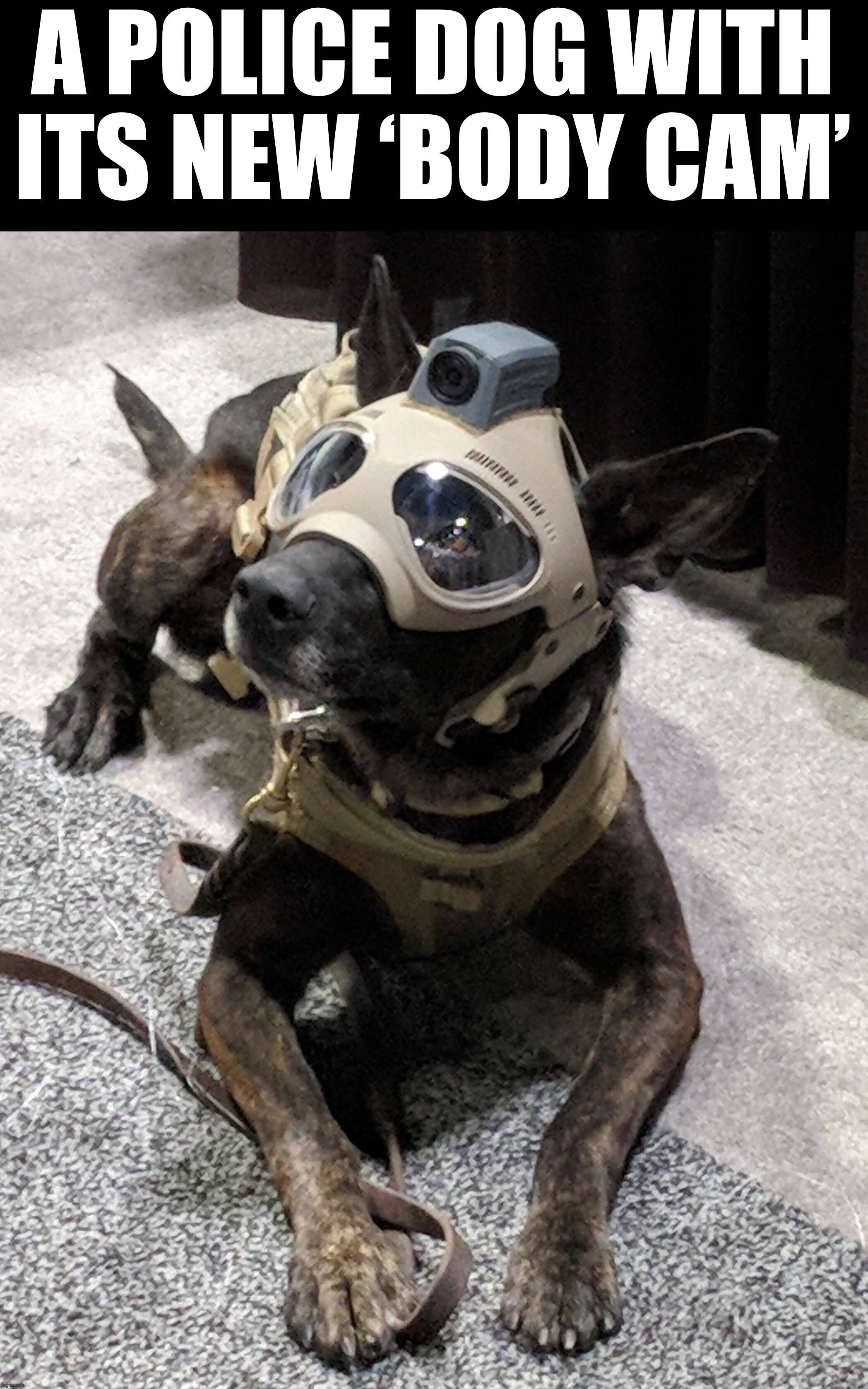 So cute | A POLICE DOG WITH ITS NEW ‘BODY CAM’ | image tagged in dogs,wholesome | made w/ Imgflip meme maker