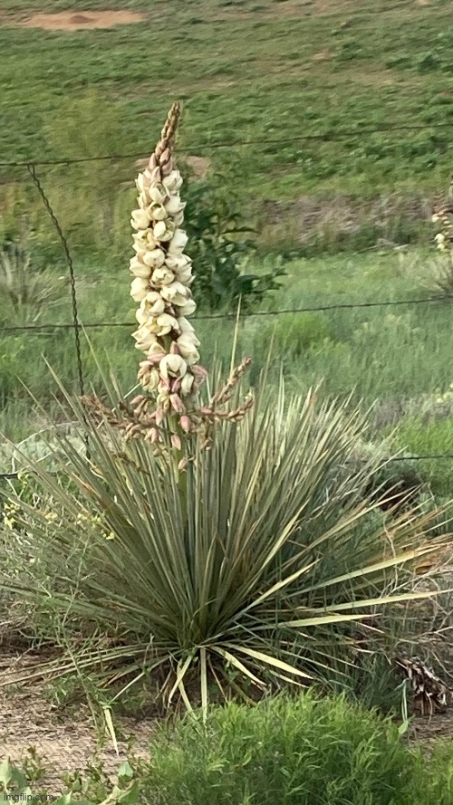Some sort of Yucca | image tagged in yucca | made w/ Imgflip meme maker