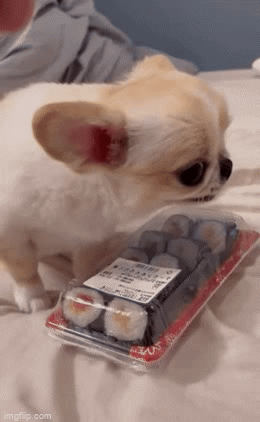 Cute Welsh Corgi Puppy - Señor GIF - Pronounced GIF or JIF?
