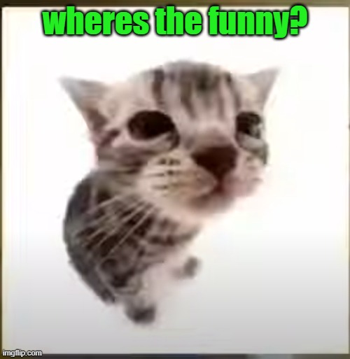 El Gatito | wheres the funny? | image tagged in el gatito | made w/ Imgflip meme maker