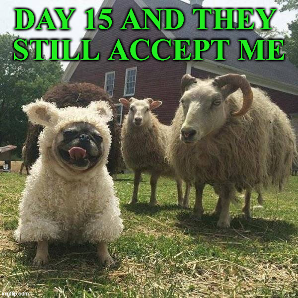 DAY 15 AND THEY 
STILL ACCEPT ME | image tagged in wholesome | made w/ Imgflip meme maker
