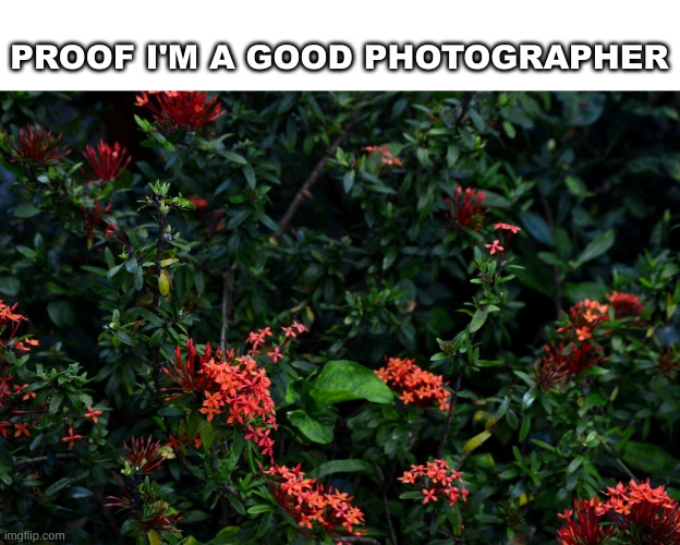 ik you don't care but I do | PROOF I'M A GOOD PHOTOGRAPHER | made w/ Imgflip meme maker