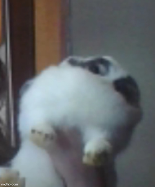 have pic of my rabbit | made w/ Imgflip meme maker