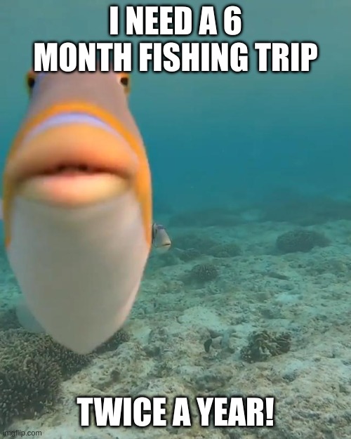 15th Follower! Woooh! | I NEED A 6 MONTH FISHING TRIP; TWICE A YEAR! | image tagged in staring fish,stay blobby | made w/ Imgflip meme maker