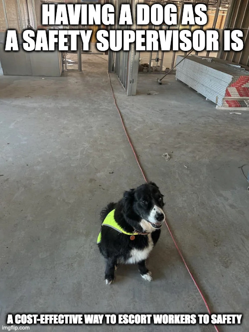 Safety Supervisor Dog | HAVING A DOG AS A SAFETY SUPERVISOR IS; A COST-EFFECTIVE WAY TO ESCORT WORKERS TO SAFETY | image tagged in dogs,memes | made w/ Imgflip meme maker