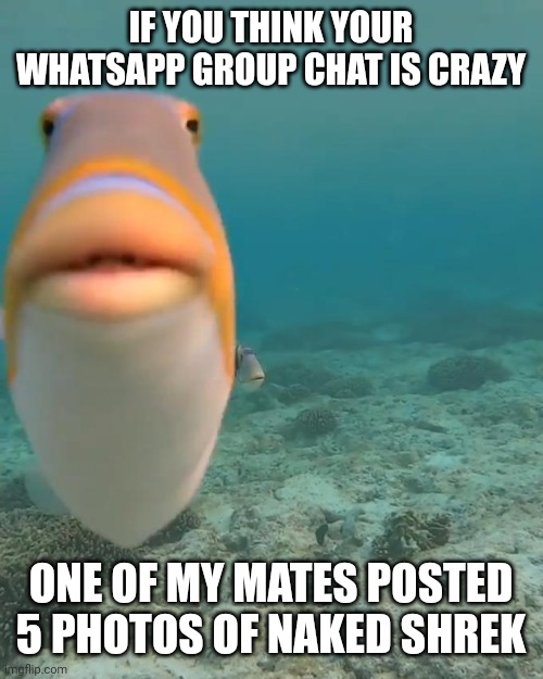 staring fish | IF YOU THINK YOUR WHATSAPP GROUP CHAT IS CRAZY; ONE OF MY MATES POSTED 5 PHOTOS OF NAKED SHREK | image tagged in staring fish | made w/ Imgflip meme maker