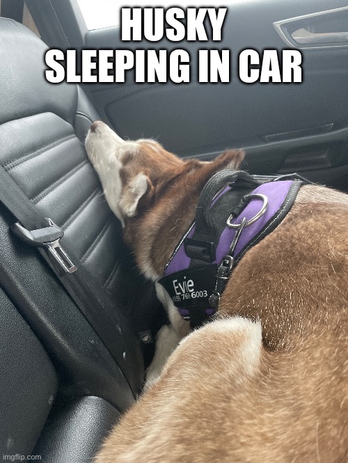 Husky_sleepy | HUSKY SLEEPING IN CAR | image tagged in my dog,husky,sleep | made w/ Imgflip meme maker