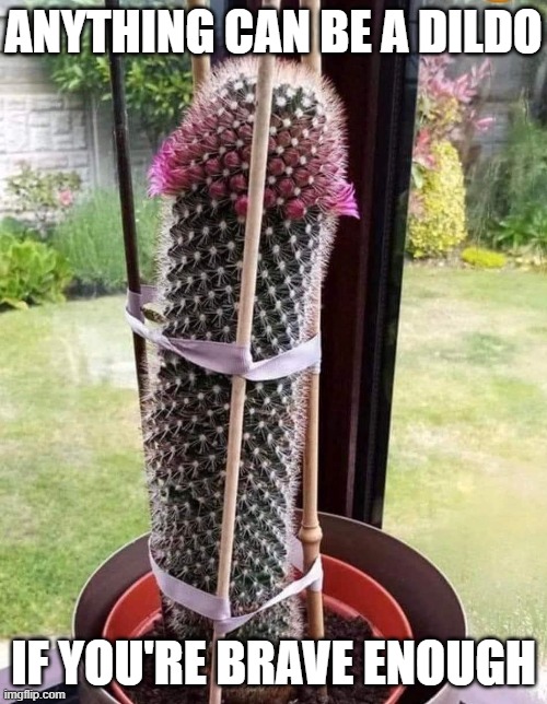 Cocktus | ANYTHING CAN BE A DILDO; IF YOU'RE BRAVE ENOUGH | image tagged in funny memes,dildo,plants,cactus | made w/ Imgflip meme maker