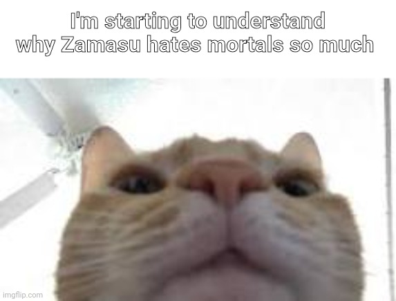 cat staring at camera | I'm starting to understand why Zamasu hates mortals so much | image tagged in cat staring at camera | made w/ Imgflip meme maker