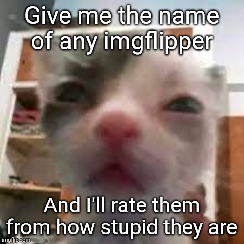 Cat lightskin stare | Give me the name of any imgflipper; And I'll rate them from how stupid they are | image tagged in cat lightskin stare | made w/ Imgflip meme maker