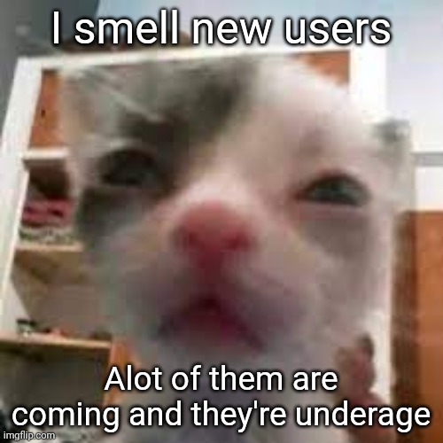 Cat lightskin stare | I smell new users; Alot of them are coming and they're underage | image tagged in cat lightskin stare | made w/ Imgflip meme maker