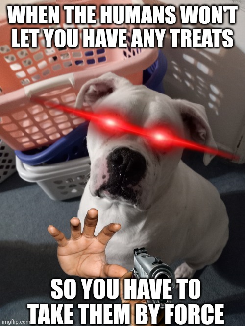 Gogy and the treats | WHEN THE HUMANS WON'T LET YOU HAVE ANY TREATS; SO YOU HAVE TO TAKE THEM BY FORCE | image tagged in gogy,going,dog treats,consumption | made w/ Imgflip meme maker