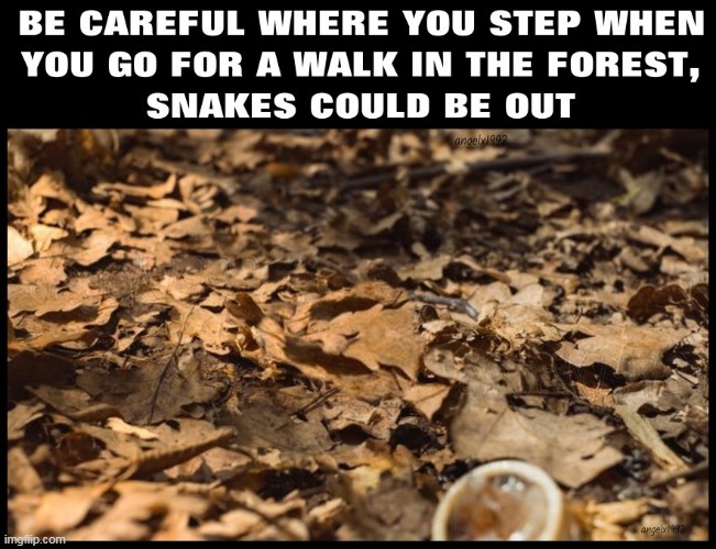 image tagged in hiking,snakes,forest,walks,hikes,trails | made w/ Imgflip meme maker
