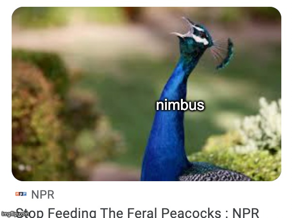 stop feeding the feral peacocks | nimbus | image tagged in original character | made w/ Imgflip meme maker