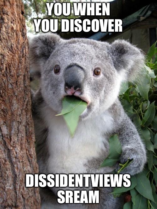 Surprised Koala Meme | YOU WHEN YOU DISCOVER; DISSIDENTVIEWS SREAM | image tagged in memes,surprised koala | made w/ Imgflip meme maker