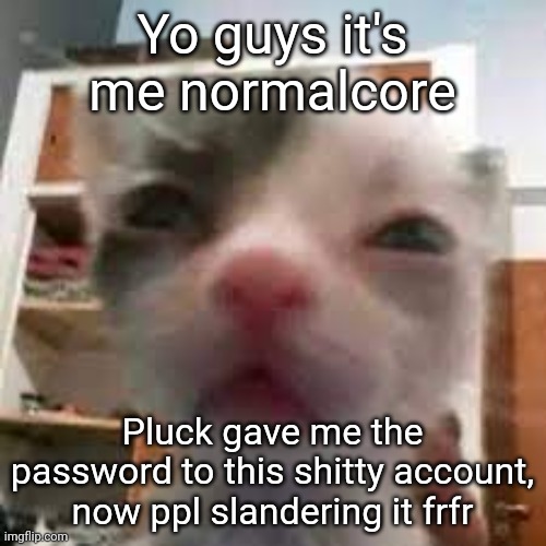 Cat lightskin stare | Yo guys it's me normalcore; Pluck gave me the password to this shitty account, now ppl slandering it frfr | image tagged in cat lightskin stare | made w/ Imgflip meme maker