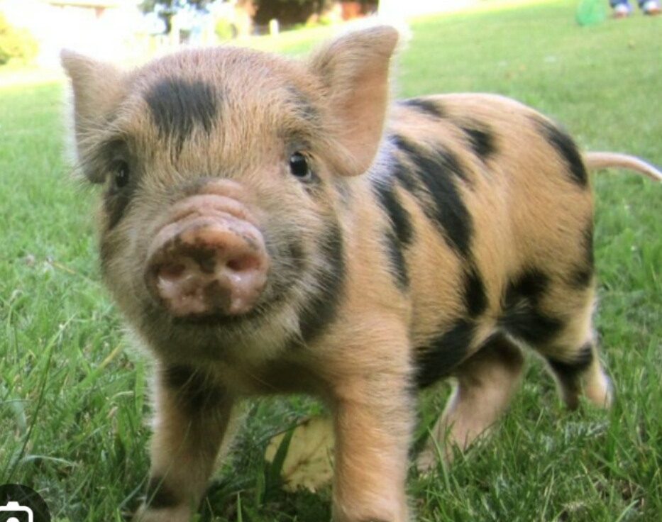 Micro-Pig Blank Meme Template