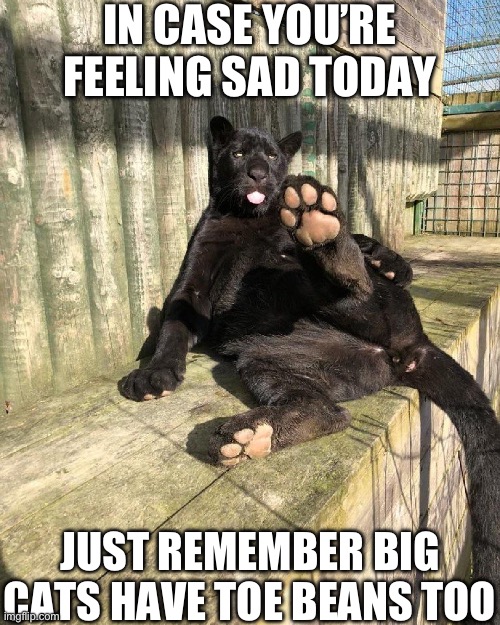 Big beans | IN CASE YOU’RE FEELING SAD TODAY; JUST REMEMBER BIG CATS HAVE TOE BEANS TOO | image tagged in toe beans,big cats,cats,happy | made w/ Imgflip meme maker