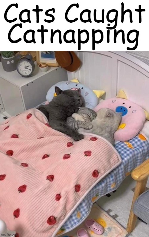 Zzzzzzz | Cats Caught; Catnapping | image tagged in fun,cats,caught,catnapping,wholesome content,cuteness overload | made w/ Imgflip meme maker