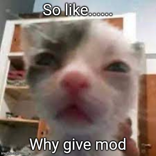 Cat lightskin stare | So like...... Why give mod | made w/ Imgflip meme maker