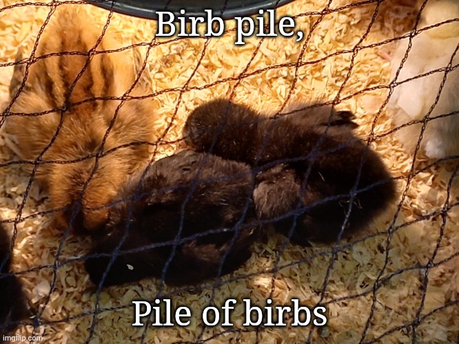 Birb pile, Pile of birbs | image tagged in birb | made w/ Imgflip meme maker