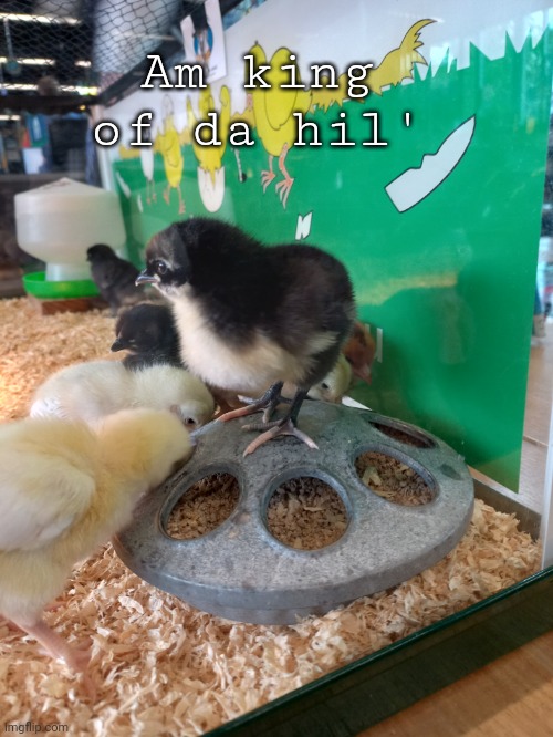 Am king of da hil' | image tagged in birb | made w/ Imgflip meme maker