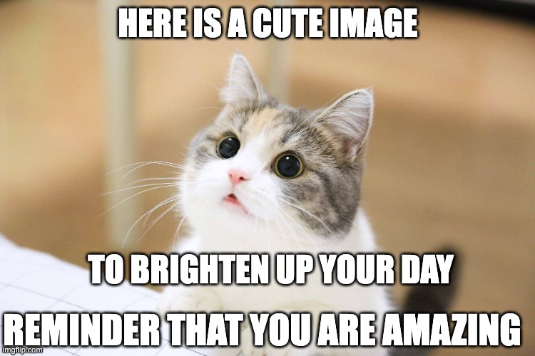 a cure of depression | HERE IS A CUTE IMAGE; TO BRIGHTEN UP YOUR DAY; REMINDER THAT YOU ARE AMAZING | image tagged in cute cat,cute,cat,cats,nice,happy | made w/ Imgflip meme maker