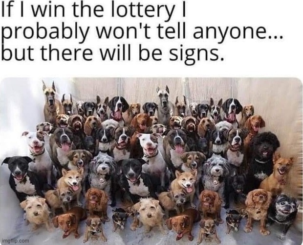 image tagged in dogs | made w/ Imgflip meme maker