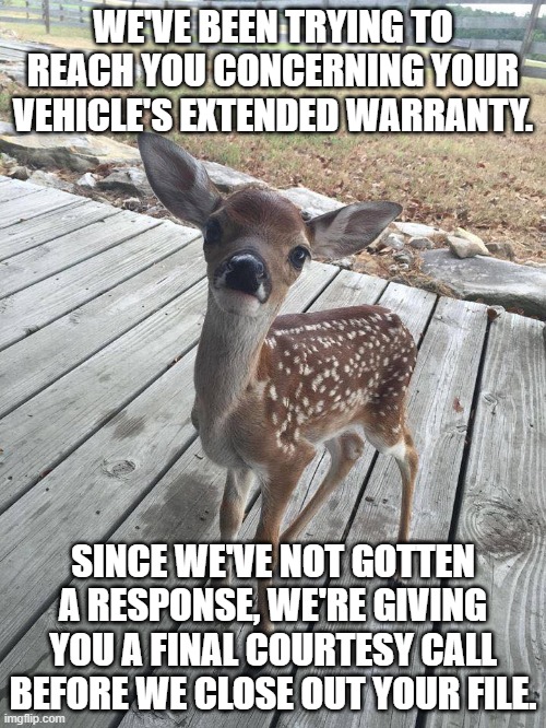 This is Concerning Your Vehicle's Extended Warranty, Deer | WE'VE BEEN TRYING TO REACH YOU CONCERNING YOUR VEHICLE'S EXTENDED WARRANTY. SINCE WE'VE NOT GOTTEN A RESPONSE, WE'RE GIVING YOU A FINAL COURTESY CALL BEFORE WE CLOSE OUT YOUR FILE. | image tagged in extended warranty,deer,courtesy call | made w/ Imgflip meme maker