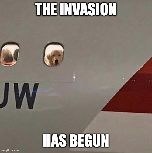 Doggo Spy | THE INVASION; HAS BEGUN | image tagged in dogs,secret,spy,movies,tv shows | made w/ Imgflip meme maker