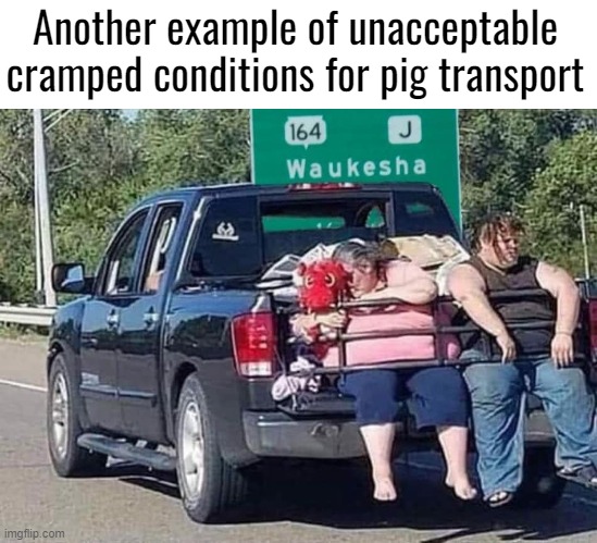 Another example of unacceptable cramped conditions for pig transport | image tagged in funny,funny picture | made w/ Imgflip meme maker