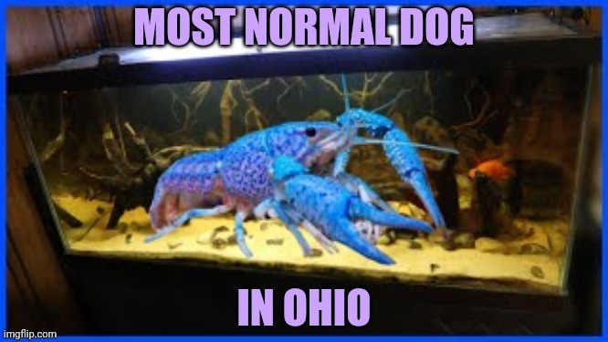 image tagged in only in ohio | made w/ Imgflip meme maker