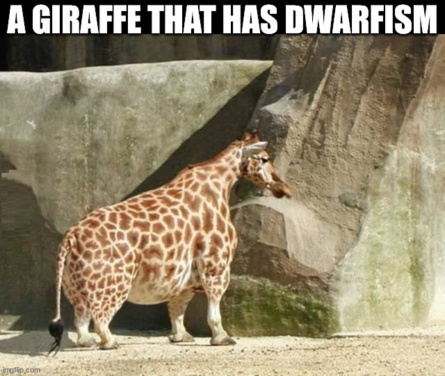 A GIRAFFE THAT HAS DWARFISM | made w/ Imgflip meme maker