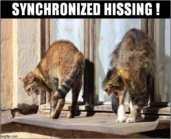 What Is Happening Here ? | SYNCHRONIZED HISSING ! | image tagged in cats,synchronized,hissing | made w/ Imgflip meme maker
