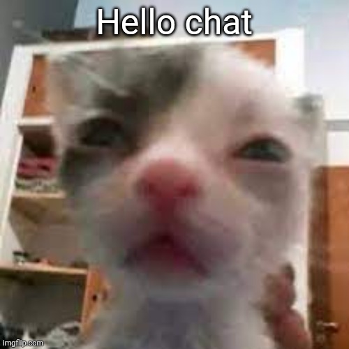 Cat lightskin stare | Hello chat | made w/ Imgflip meme maker