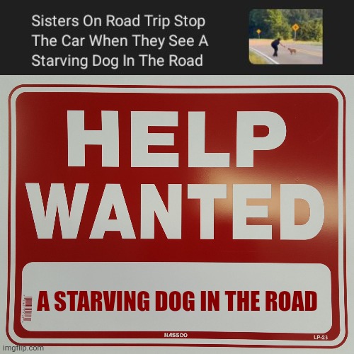 A starving dog in the road | A STARVING DOG IN THE ROAD | image tagged in help wanted,starving,dog,road,memes,road trip | made w/ Imgflip meme maker