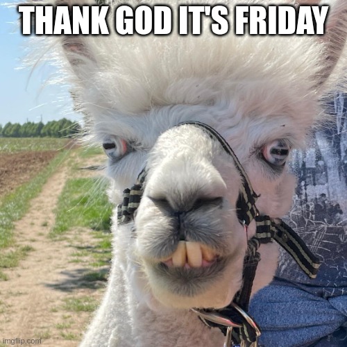 Thank god it's friday | THANK GOD IT'S FRIDAY | image tagged in alpaca | made w/ Imgflip meme maker