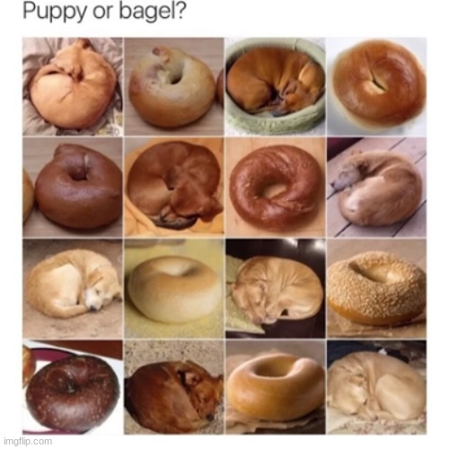 a wholesome little game for you | image tagged in dogs,puppy,bagel | made w/ Imgflip meme maker