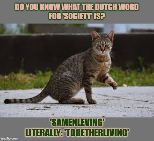 This #lolcat wonders how we can live together despite our differences | DO YOU KNOW WHAT THE DUTCH WORD
FOR 'SOCIETY' IS? 'SAMENLEVING'
LITERALLY: 'TOGETHERLIVING' | image tagged in lolcat,society,living,community,think about it | made w/ Imgflip meme maker