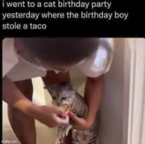 *nom nom* | image tagged in birthday,cat | made w/ Imgflip meme maker