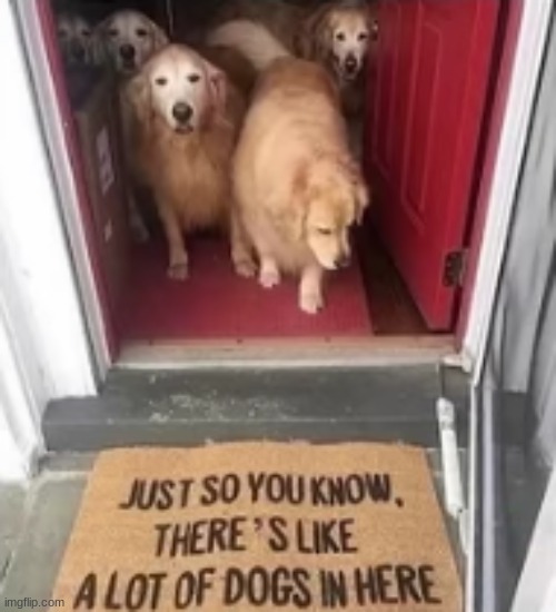 the mat never lies | image tagged in dogs,package | made w/ Imgflip meme maker