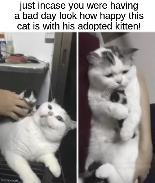 hes so thankful and happy | just incase you were having a bad day look how happy this cat is with his adopted kitten! | image tagged in cat,adopted,kitten,happy | made w/ Imgflip meme maker