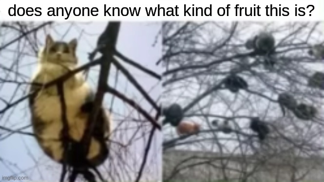 it seems like a very cute fruit | does anyone know what kind of fruit this is? | image tagged in fruit,cat,tree | made w/ Imgflip meme maker